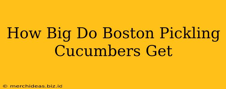 How Big Do Boston Pickling Cucumbers Get