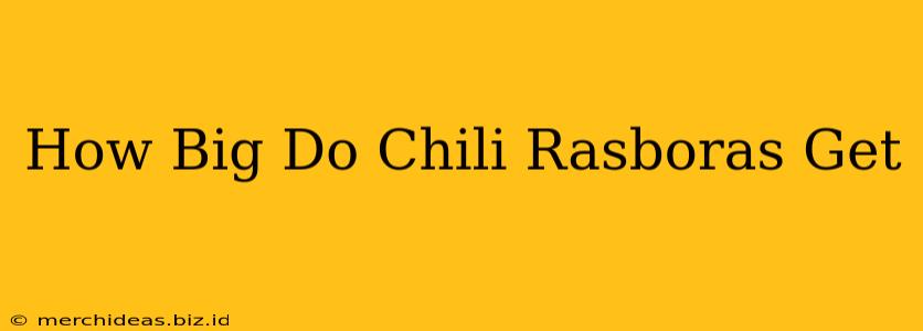 How Big Do Chili Rasboras Get