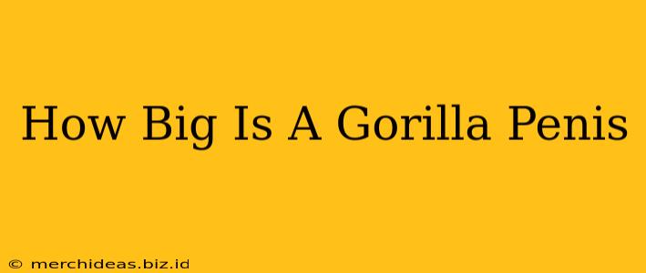 How Big Is A Gorilla Penis