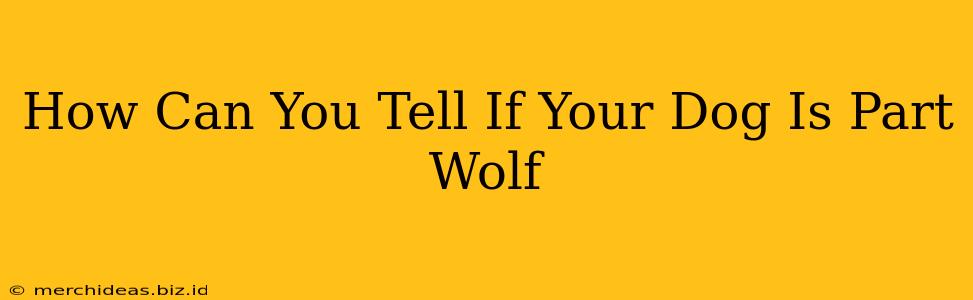 How Can You Tell If Your Dog Is Part Wolf