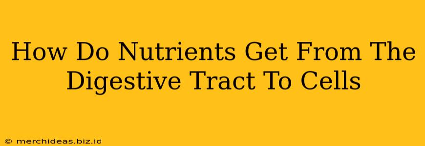 How Do Nutrients Get From The Digestive Tract To Cells