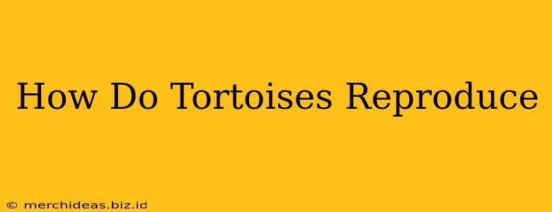 How Do Tortoises Reproduce