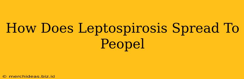 How Does Leptospirosis Spread To Peopel