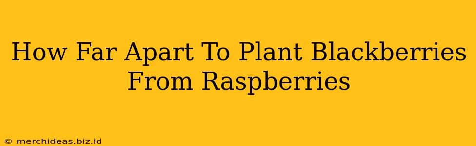 How Far Apart To Plant Blackberries From Raspberries