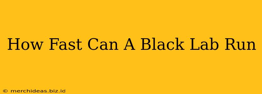 How Fast Can A Black Lab Run