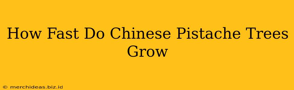 How Fast Do Chinese Pistache Trees Grow