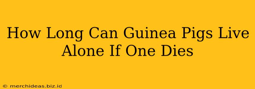 How Long Can Guinea Pigs Live Alone If One Dies