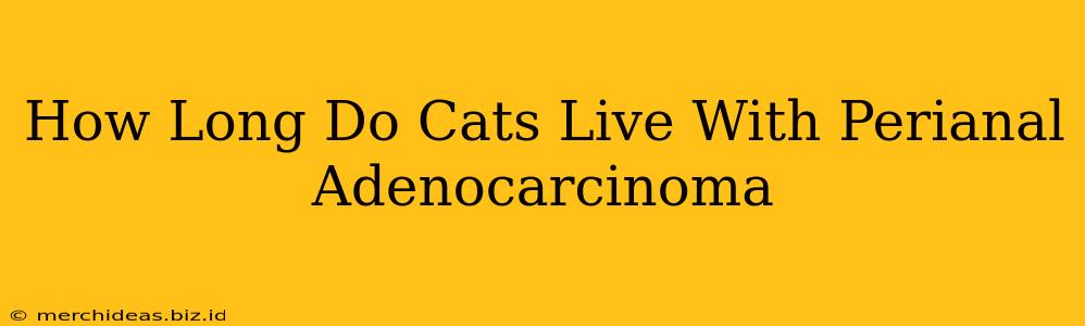 How Long Do Cats Live With Perianal Adenocarcinoma