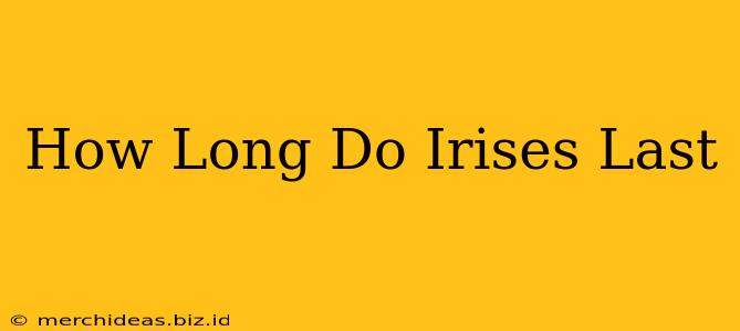 How Long Do Irises Last