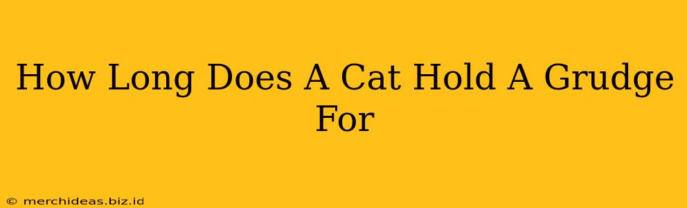 How Long Does A Cat Hold A Grudge For