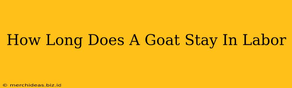 How Long Does A Goat Stay In Labor