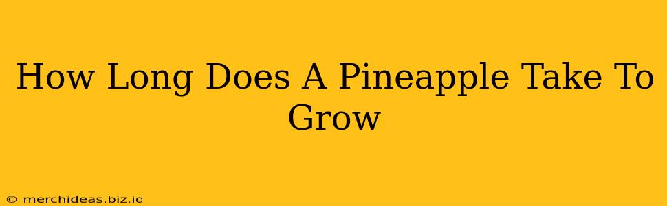 How Long Does A Pineapple Take To Grow