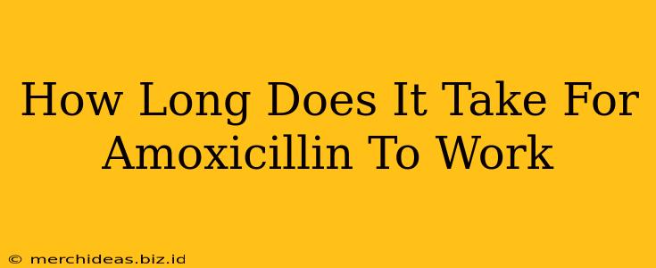 How Long Does It Take For Amoxicillin To Work