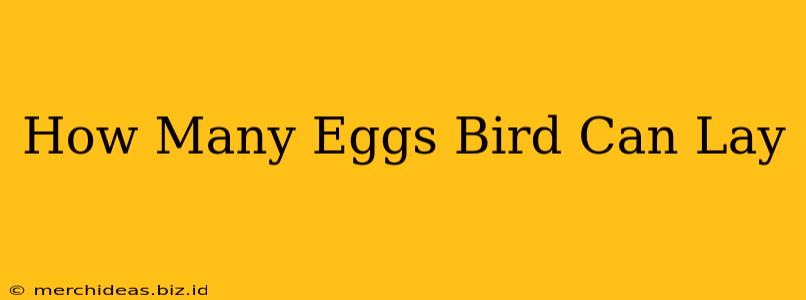How Many Eggs Bird Can Lay