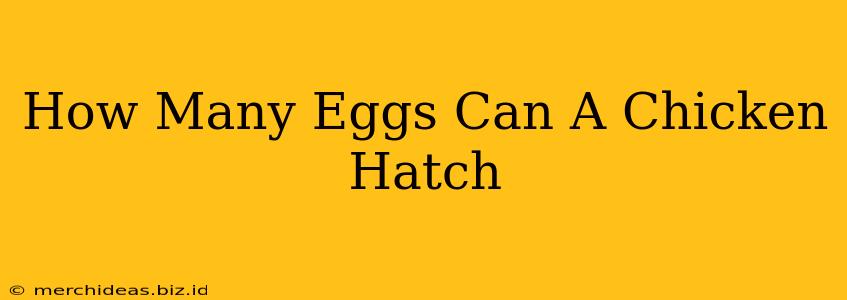 How Many Eggs Can A Chicken Hatch
