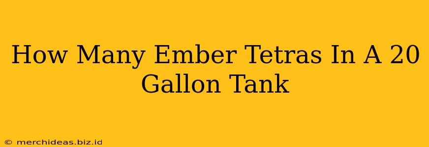 How Many Ember Tetras In A 20 Gallon Tank
