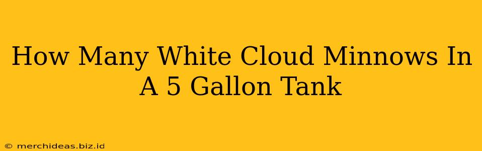 How Many White Cloud Minnows In A 5 Gallon Tank