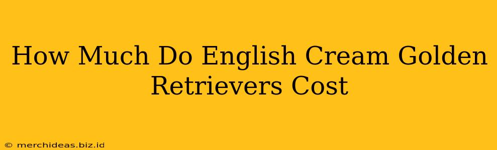 How Much Do English Cream Golden Retrievers Cost