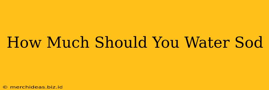 How Much Should You Water Sod