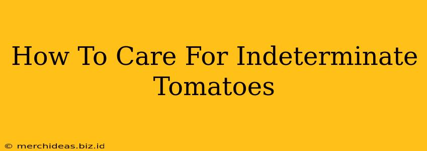 How To Care For Indeterminate Tomatoes