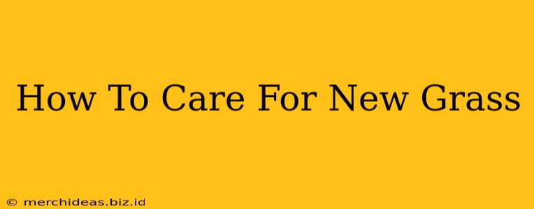 How To Care For New Grass
