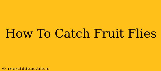 How To Catch Fruit Flies