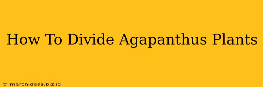 How To Divide Agapanthus Plants