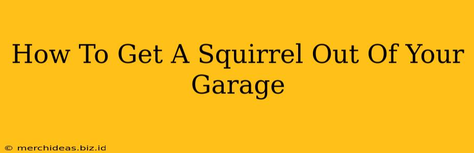 How To Get A Squirrel Out Of Your Garage