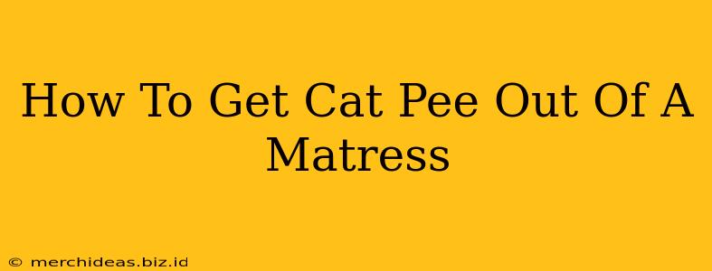 How To Get Cat Pee Out Of A Matress