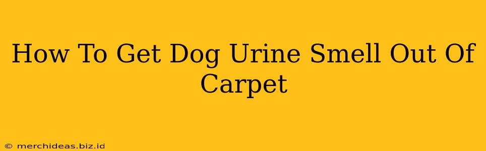 How To Get Dog Urine Smell Out Of Carpet