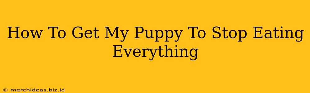 How To Get My Puppy To Stop Eating Everything
