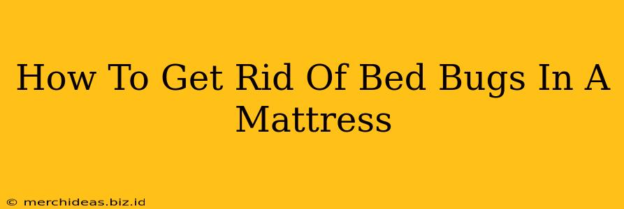 How To Get Rid Of Bed Bugs In A Mattress