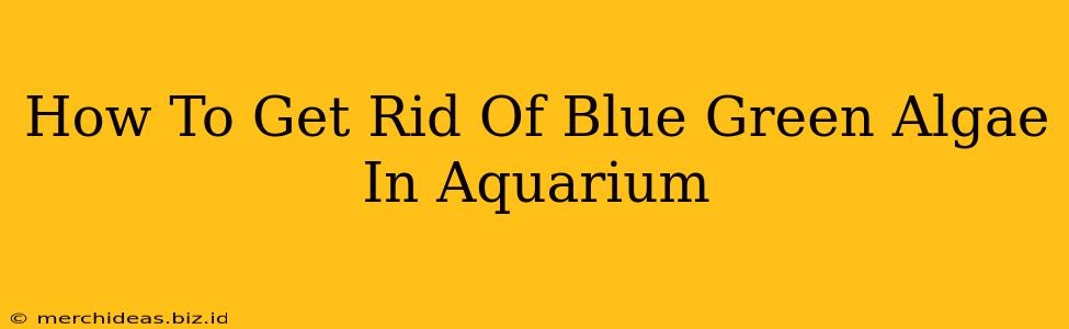 How To Get Rid Of Blue Green Algae In Aquarium