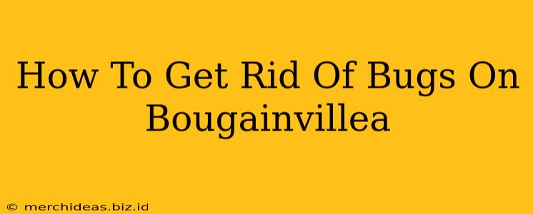 How To Get Rid Of Bugs On Bougainvillea