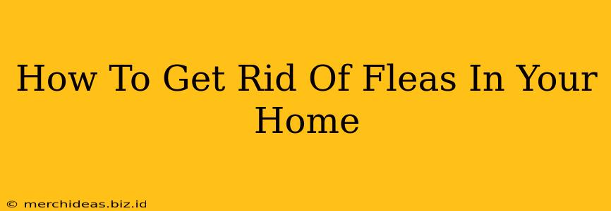 How To Get Rid Of Fleas In Your Home