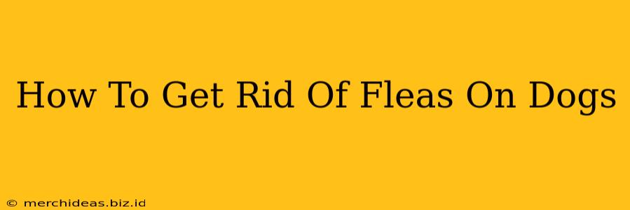 How To Get Rid Of Fleas On Dogs