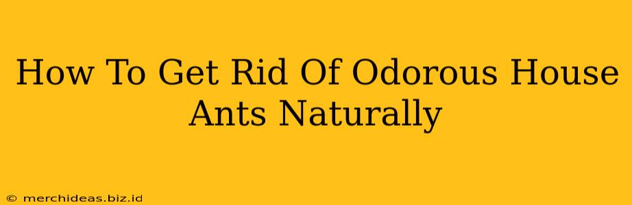 How To Get Rid Of Odorous House Ants Naturally