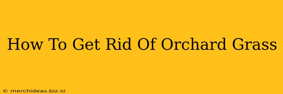 How To Get Rid Of Orchard Grass