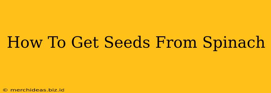 How To Get Seeds From Spinach
