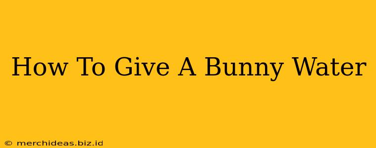 How To Give A Bunny Water