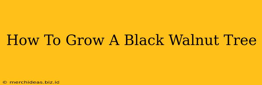 How To Grow A Black Walnut Tree