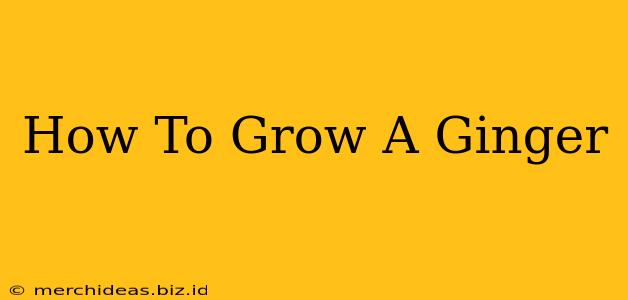 How To Grow A Ginger