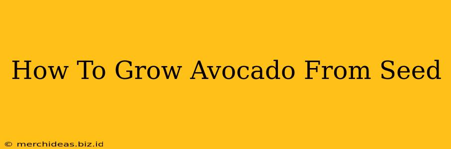 How To Grow Avocado From Seed