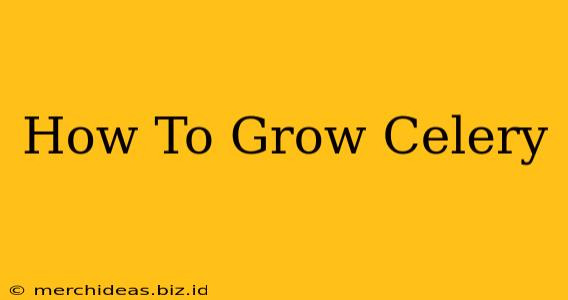 How To Grow Celery