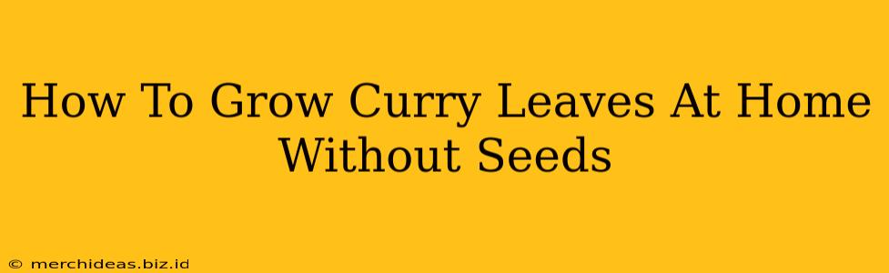 How To Grow Curry Leaves At Home Without Seeds