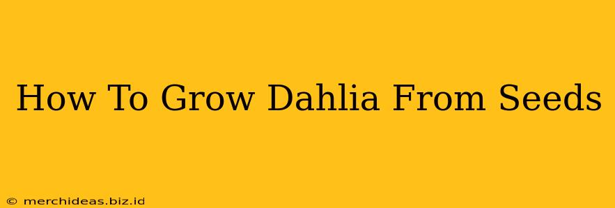 How To Grow Dahlia From Seeds