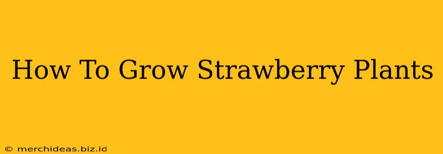 How To Grow Strawberry Plants