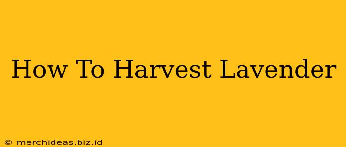 How To Harvest Lavender