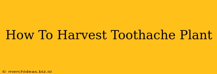 How To Harvest Toothache Plant