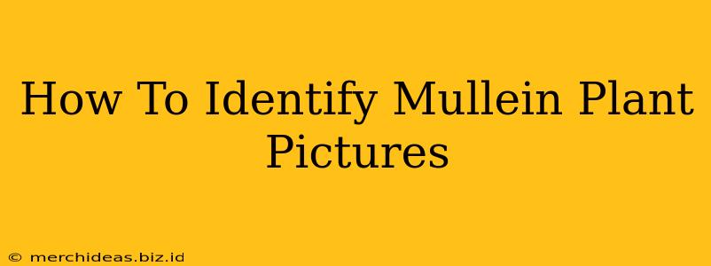 How To Identify Mullein Plant Pictures